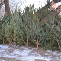 От местных елок в Оренбуржье остались одни палки