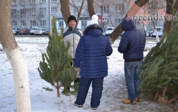 Новогодняя сосенка обойдется оренбуржцам в 300 - 500 рублей