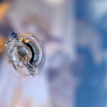 В Оренбурге на гротах спуска к Уралу установят пуленепробиваемые стекла 