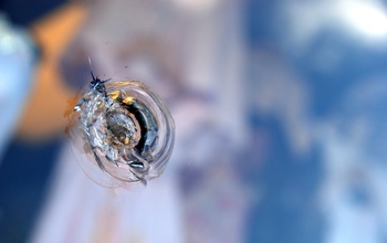 В Оренбурге на гротах спуска к Уралу установят пуленепробиваемые стекла 