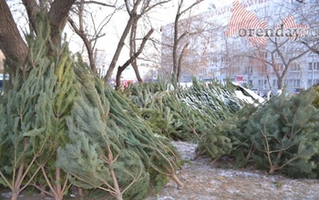 Что нужно знать оренбуржцам при покупке «лесной красавицы»