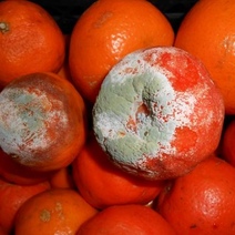 Куда оренбуржцы могут пожаловаться на качество продуктов питания