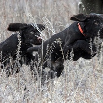 Оренбургские охотники выйдут на митинг 