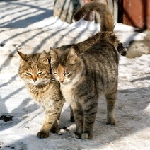 В Оренбург пришло долгожданное потепление