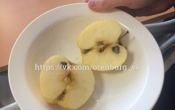 Соцсети: В оренбургской школе ученикам давали яблоки с плесенью
