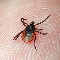 В Оренбуржье уже появились клещи