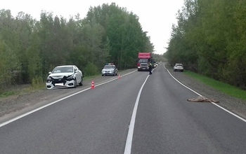 Под Оренбургом косуля стала причиной ДТП