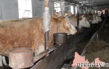 Местной говядины и свинины в Оренбуржье становится меньше