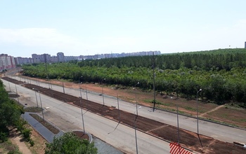 Вырубленные деревья помогают пополнять городскую казну