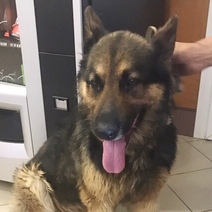 В Оренбурге пса привязали к забору и оставили на жаре