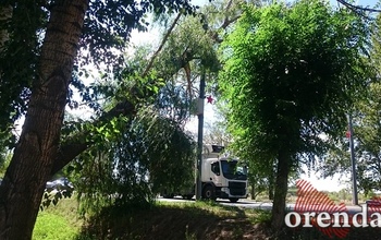 В Оренбурге дерево нависло над дорогой