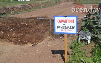 В Октябрьском районе из-за бруцеллеза пустили под нож уже более 400 голов скота