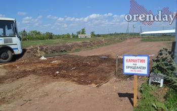 В Оренбуржье бруцеллезных коров пустят на колбасу