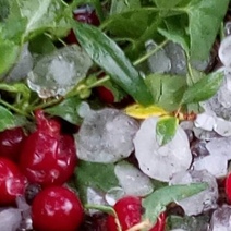 В Ташлинском районе выпал град величиной с перепелиное яйцо