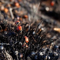 Степной пожар в Оренбуржье привёл к массовой гибели божьих коровок и муравьёв