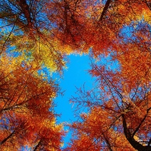 Чем оренбуржцев порадует в ближайшие дни погода