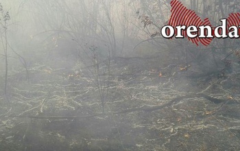 Под Оренбургом вновь горит лесопосадка