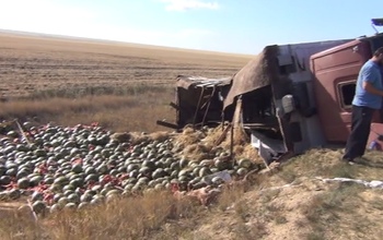 В Адамовском районе перевернулась фура с арбузами (видео)
