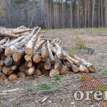 Жителю Пригородного помешали деревья