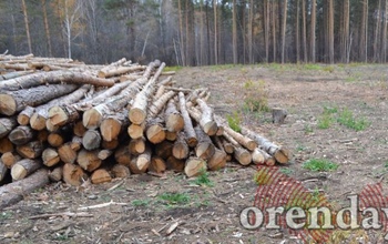 Жителю Пригородного помешали деревья