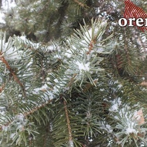 Снегопад в Оренбурге продолжится несколько дней