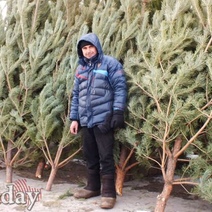 На елочных базарах Оренбурга в этом году выросли цены