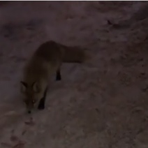 В Оренбурге возле проспекта Гагарина разгуливала лиса