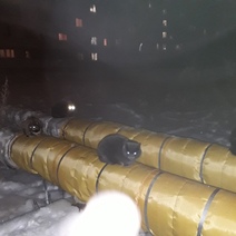 В одном из дворов Оренбурга живодер умертвил бездомных кошек (18+)