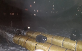 В одном из дворов Оренбурга живодер умертвил бездомных кошек (18+)