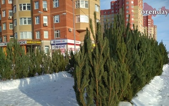В Оренбурге вдоль улиц «выросли» незаконные сосновые леса