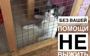 За один день неравнодушные оренбуржцы собрали для приюта для животных 63 000 рублей