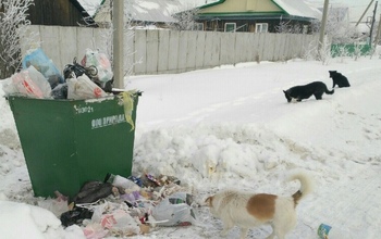 Оренбуржцы не хотят жить по-свински: посыпались жалобы по поводу вывоза мусора