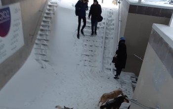 В самом центре Оренбурга бегает стая бродячих псов