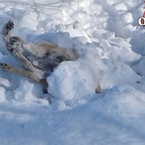 В Кувандыкском городском округе бездомных собак умертвили и бросили под мост (18+)