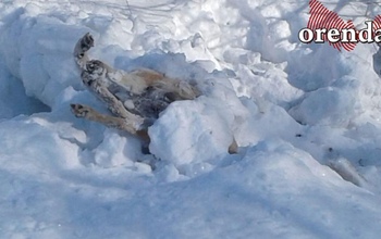 В Кувандыкском городском округе бездомных собак умертвили и бросили под мост (18+)