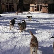 В оренбургском питомнике хаски готовятся к эвакуации