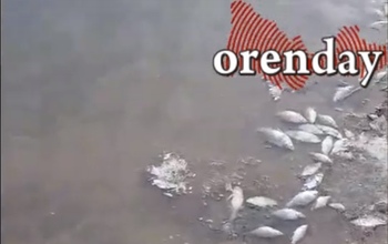 Оренбуржцы сообщили о массовой гибели рыбы на озере Коровье