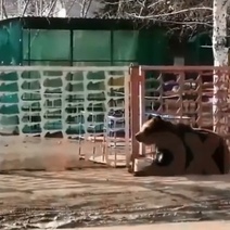 Не надо в цирк ходить: в Бугуруслане детсадовцев развлекал живой медведь