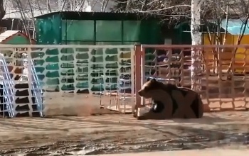 Не надо в цирк ходить: в Бугуруслане детсадовцев развлекал живой медведь