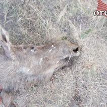 В Адамовском районе браконьеры забили беременную лосиху