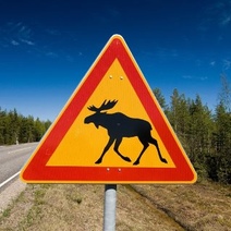 Страховые компании заплатят за сбитых оренбуржцами косуль и лося