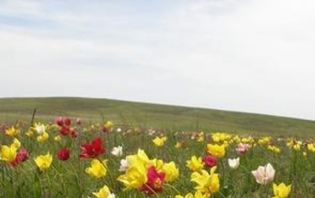 Под Орском в автомобиле обнаружили цветы, занесенные в Красную книгу