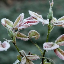 В Оренбуржье ожидаются заморозки