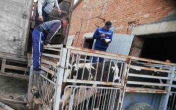 Из Оренбуржья пытались незаконно вывезти коров