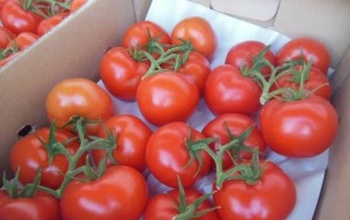 В Оренбуржье уничтожили мясо и свежие овощи из Казахстана