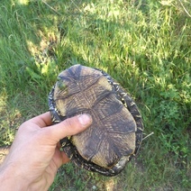 На озере Малашка вместо рыбы клюют черепахи
