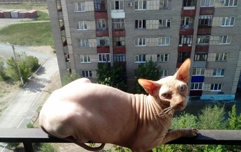 В Орске хозяйка выпавшего с девятого этажа сфинкса не забрала его домой (18+)