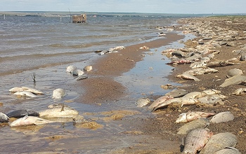 Как разгадывают тайну массовой гибели рыбы на Ириклинском водохранилище