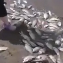 Добровольцы чистят берег Ириклинского водохранилища от мёртвой рыбы