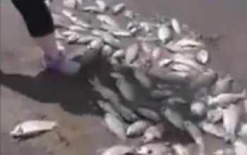 Что происходит на Ириклинском водохранилище